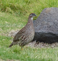 Erckel's Francolin